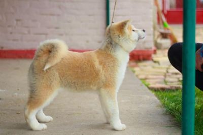 Akita Inu